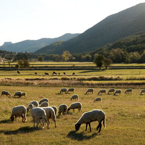 pastoralisme dans le parc naturel des préalpes d'azur.