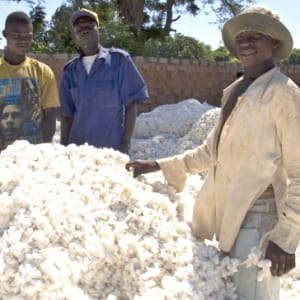 le coton comestible