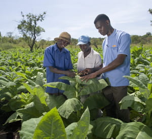 dans une plantation de tabac de bat en ouganda.