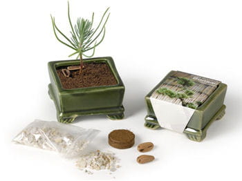 un mini-bonsaï à planter et à regarder pousser.