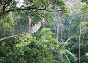 la jungle malaisienne recèle de nombreuses espèces végétales uniques au monde.