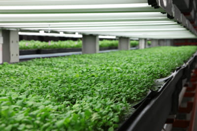 Les fermes d'int&eacute;rieur, avenir de l'agriculture&nbsp;?