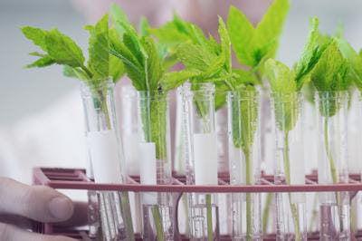 Les stup&eacute;fiantes promesses des OGM de demain