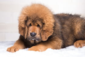mastiff tibetain