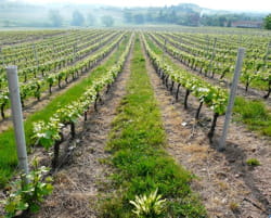 au coeur des vignes du médoc.